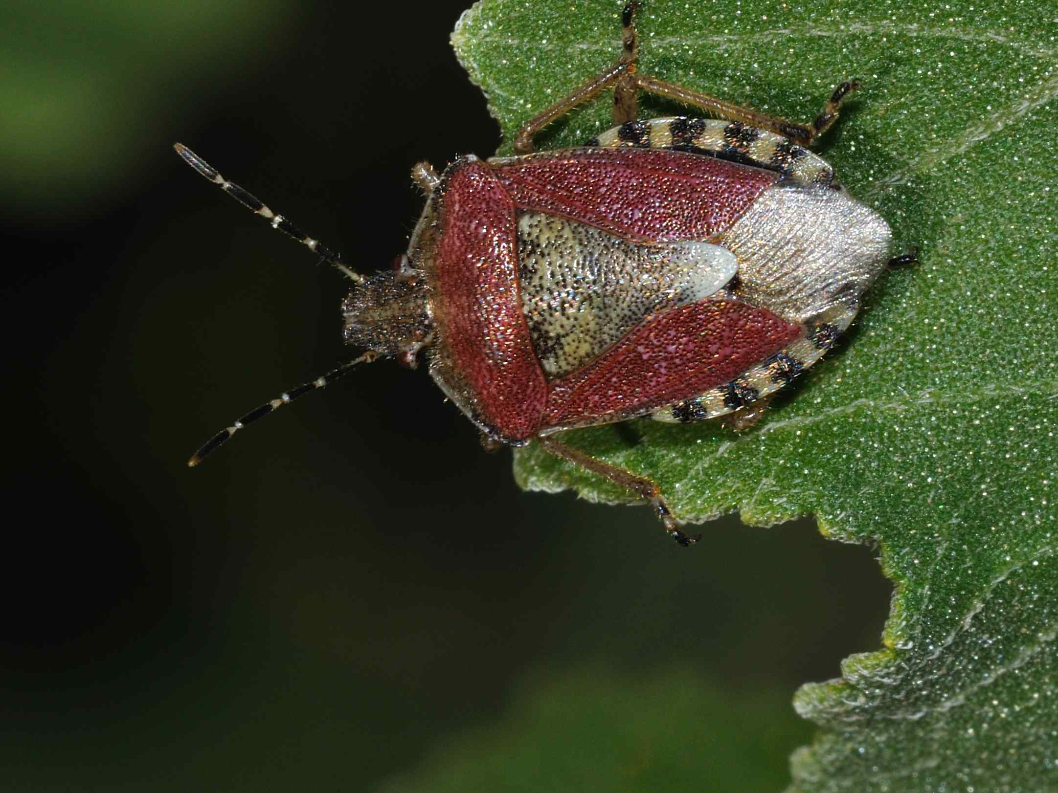 Conferma per Dolycoris baccarum